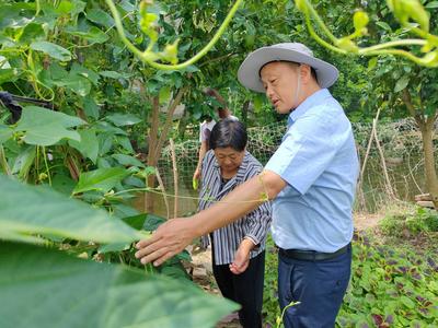 东至县大渡口镇:瓜蒌架下好“丰