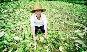 除了粮食,农民的其他生活成本近几年不断上涨,唯独各种农产品价格一直维持在低位徘徊