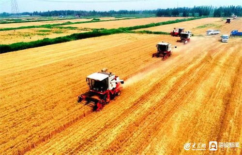 东营区农业农村局 稳住农业基本盘 助力高水平现代化强区建设