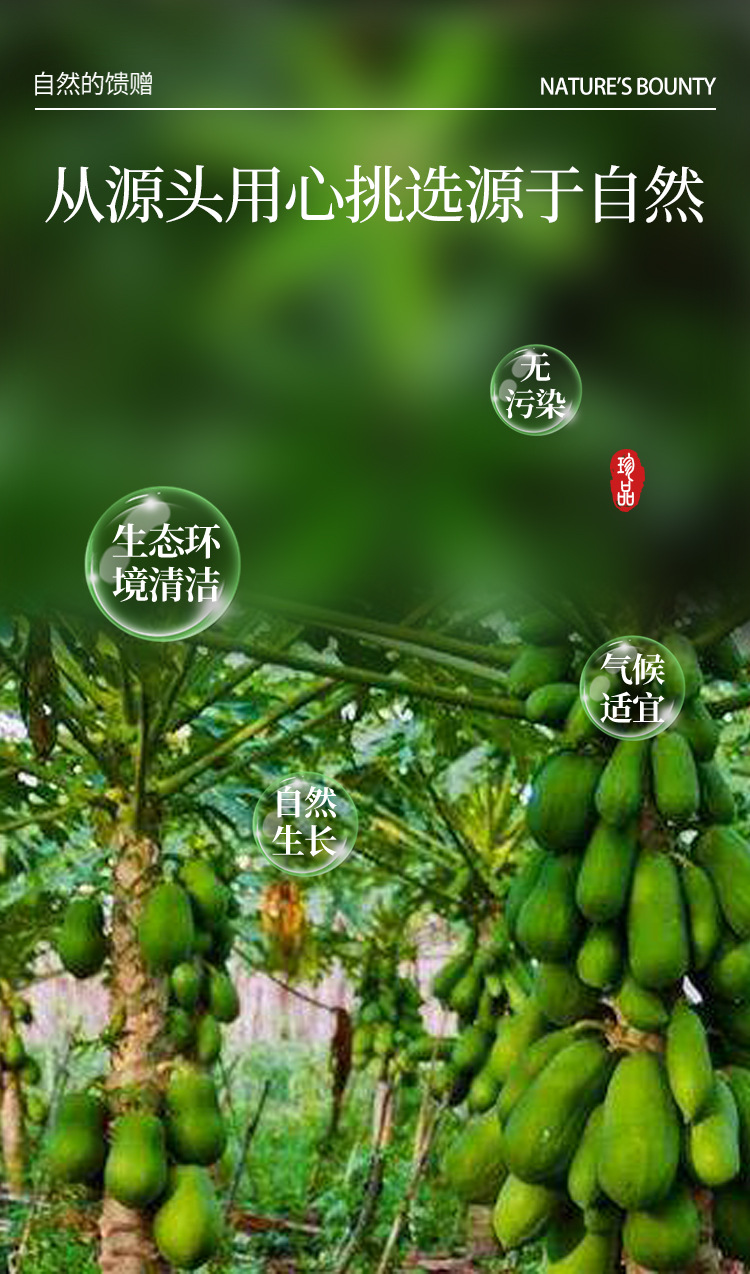 (木瓜丝)干木瓜丝一公斤初级农产品 中华药都 规格齐全大货散装