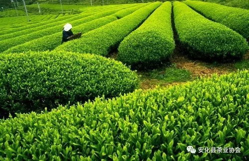 我县加强农产品源头质量安全监管