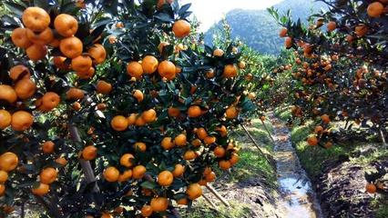 江西山药