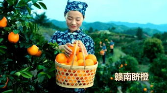 赣南脐橙今年继续央视 露脸 ,必火